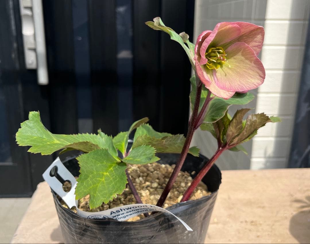 しえろ ポット発送メルカリ便 442 Ashwood 【ATLAS】