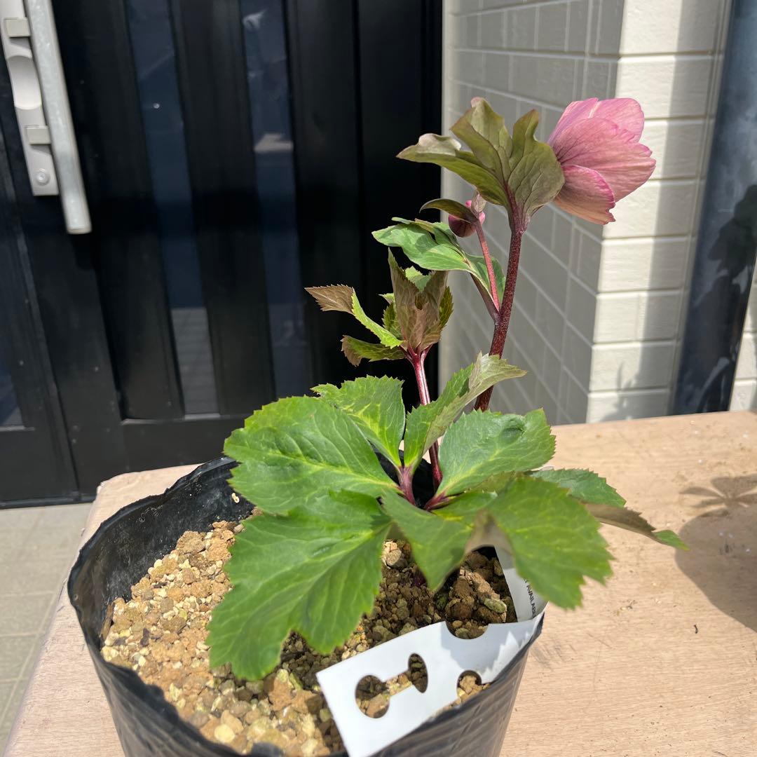 しえろ ポット発送メルカリ便 442 Ashwood 【ATLAS】