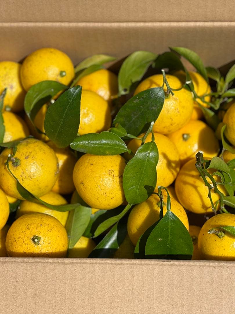 新鮮な日向夏　10kg 大特価