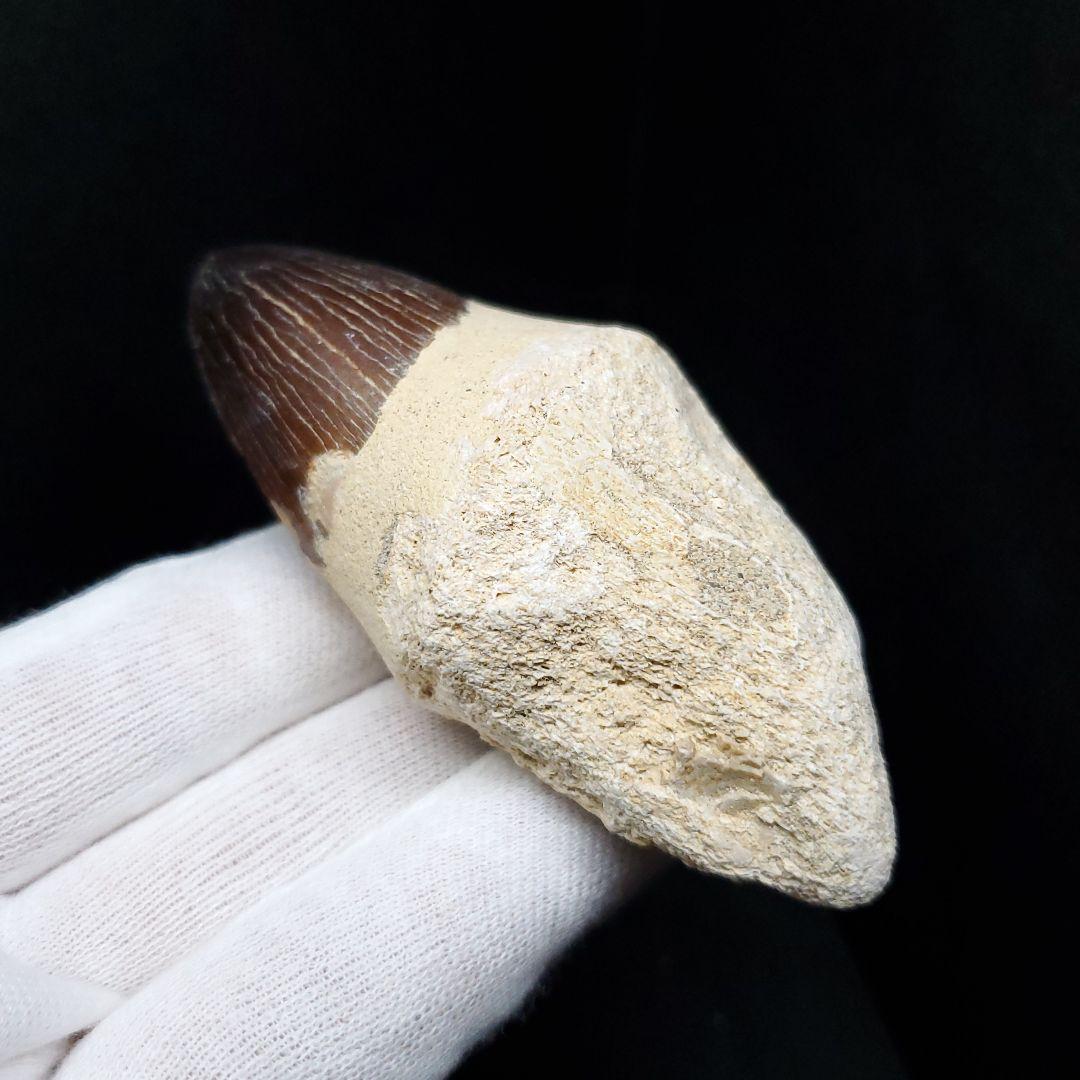 美品 歯根付き モササウルス 化石 歯 本物 モロッコ産 80mm  mos82