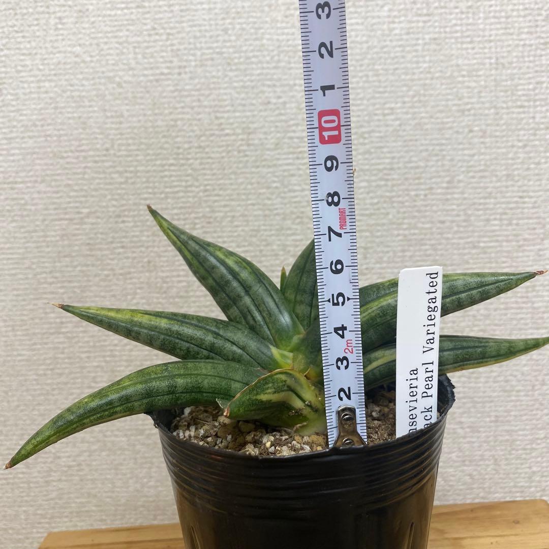 サンスベリア　ブラックパール　斑入 S. Black Pearl Var