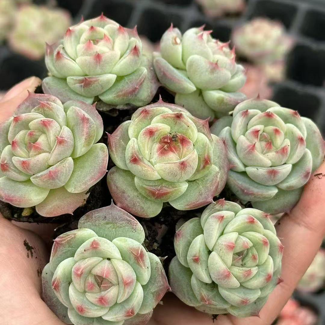 Top【選抜株】多肉植物　23511ブルー　ティア 105個　プラグトレー苗