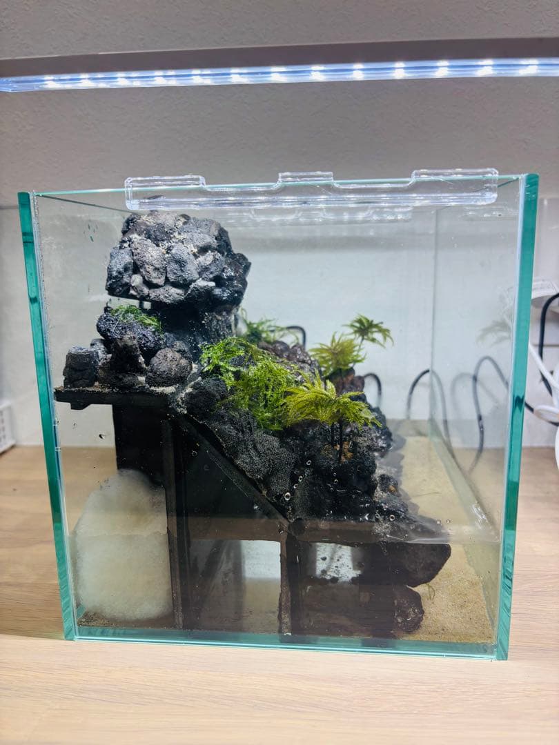 りーり　アクアテラリウム　コウヤノマンネングサ　ウィローモス