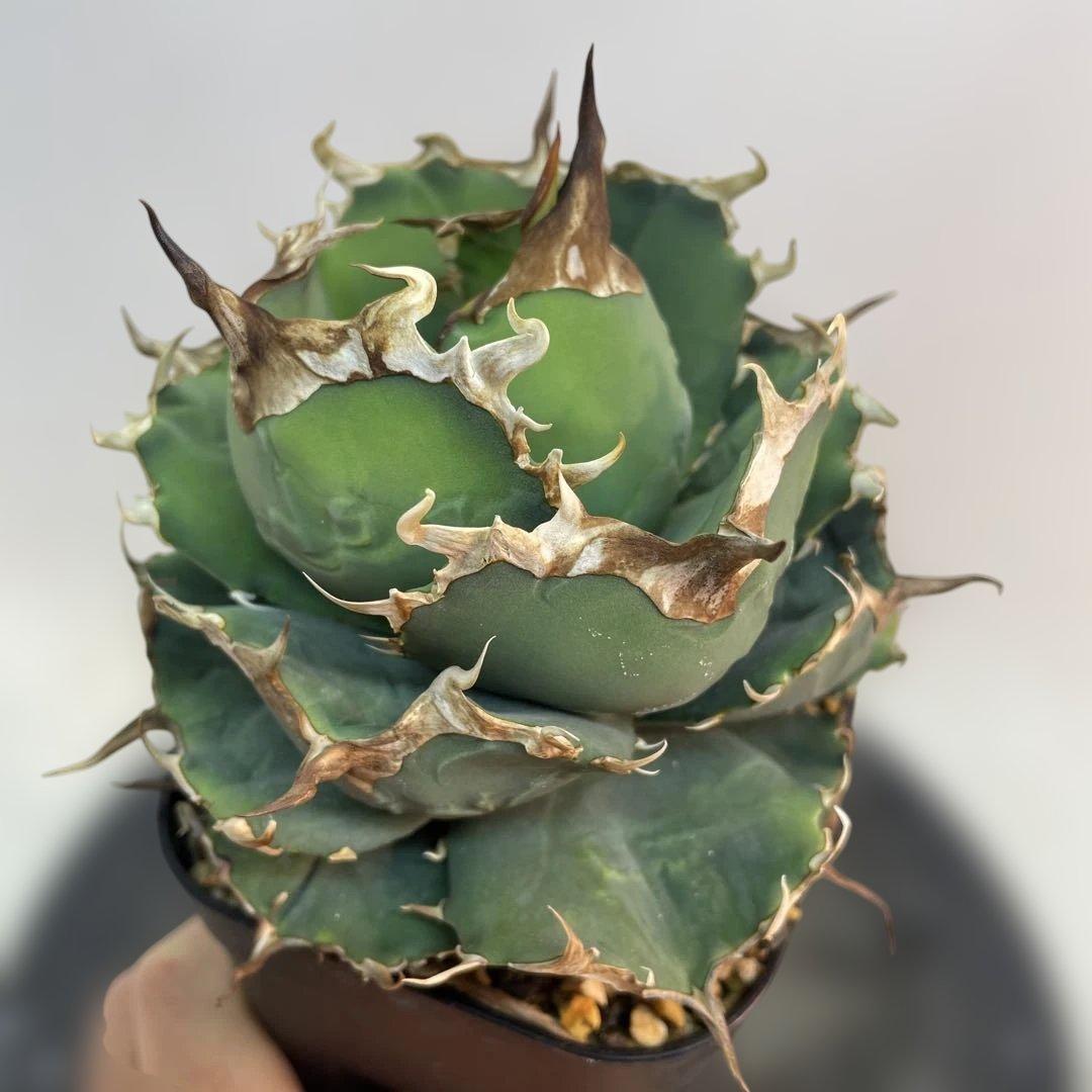 アガベ チタノタ　ブラックドラゴン　Black Dragon