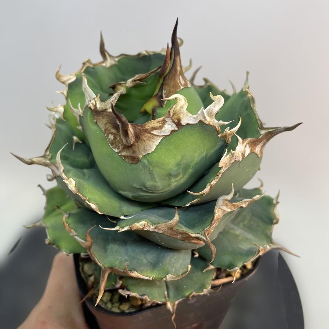 アガベ チタノタ　ブラックドラゴン　Black Dragon