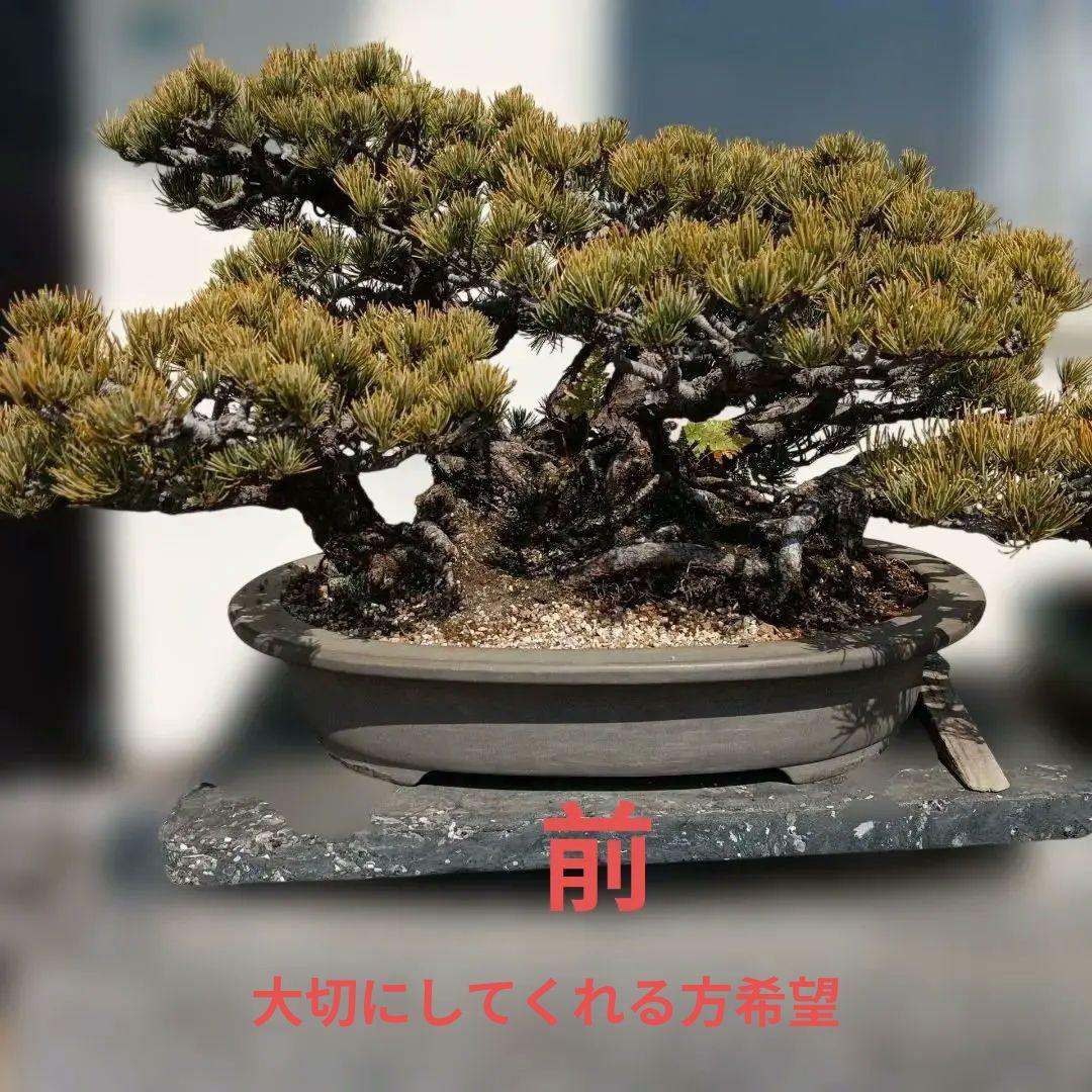 大型 松 盆栽 グレー鉢　五葉松盆栽100年物　2代引き続き、昨年植え替え