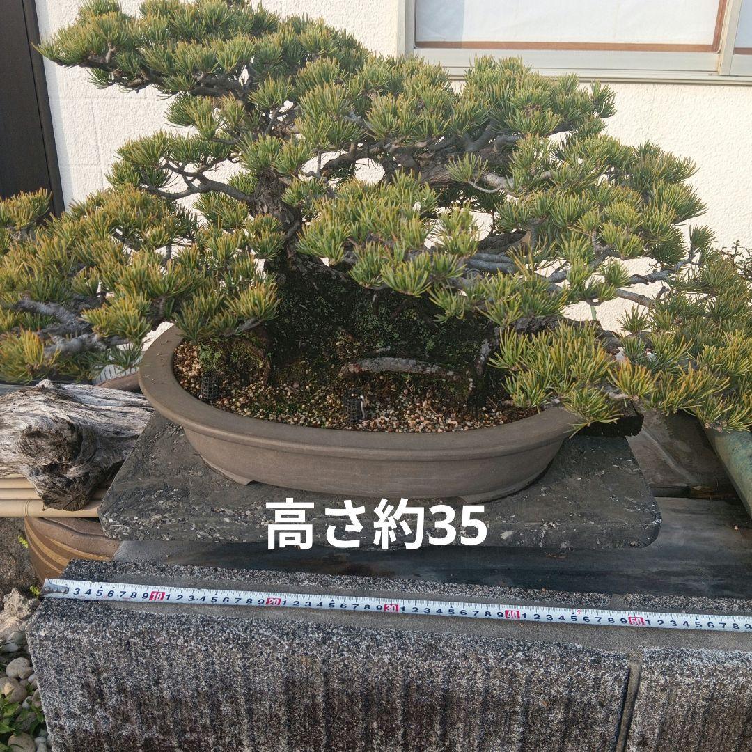 大型 松 盆栽 グレー鉢　五葉松盆栽100年物　2代引き続き、昨年植え替え