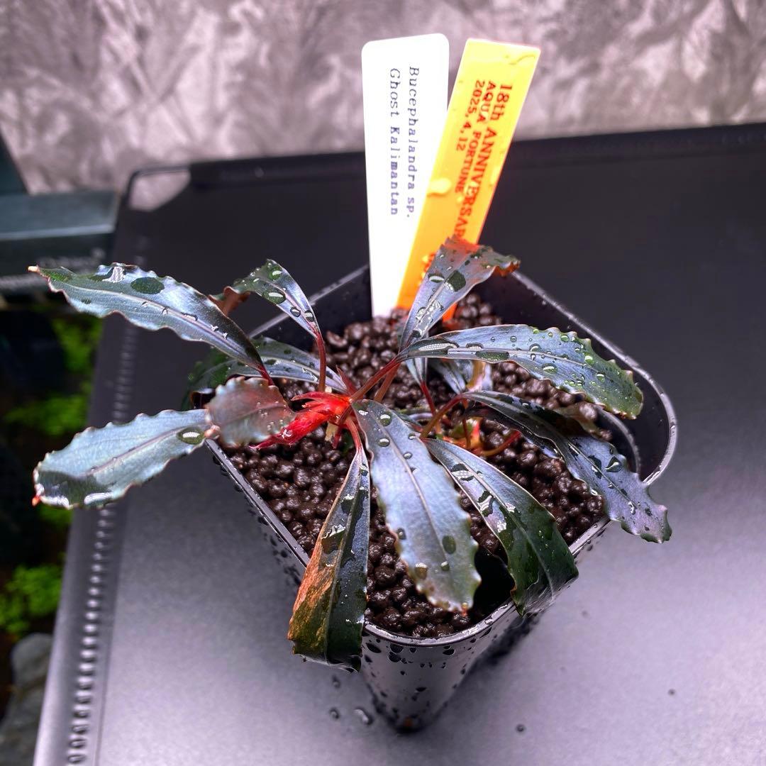 Bucephalandra sp.Ghost kalimantan ②