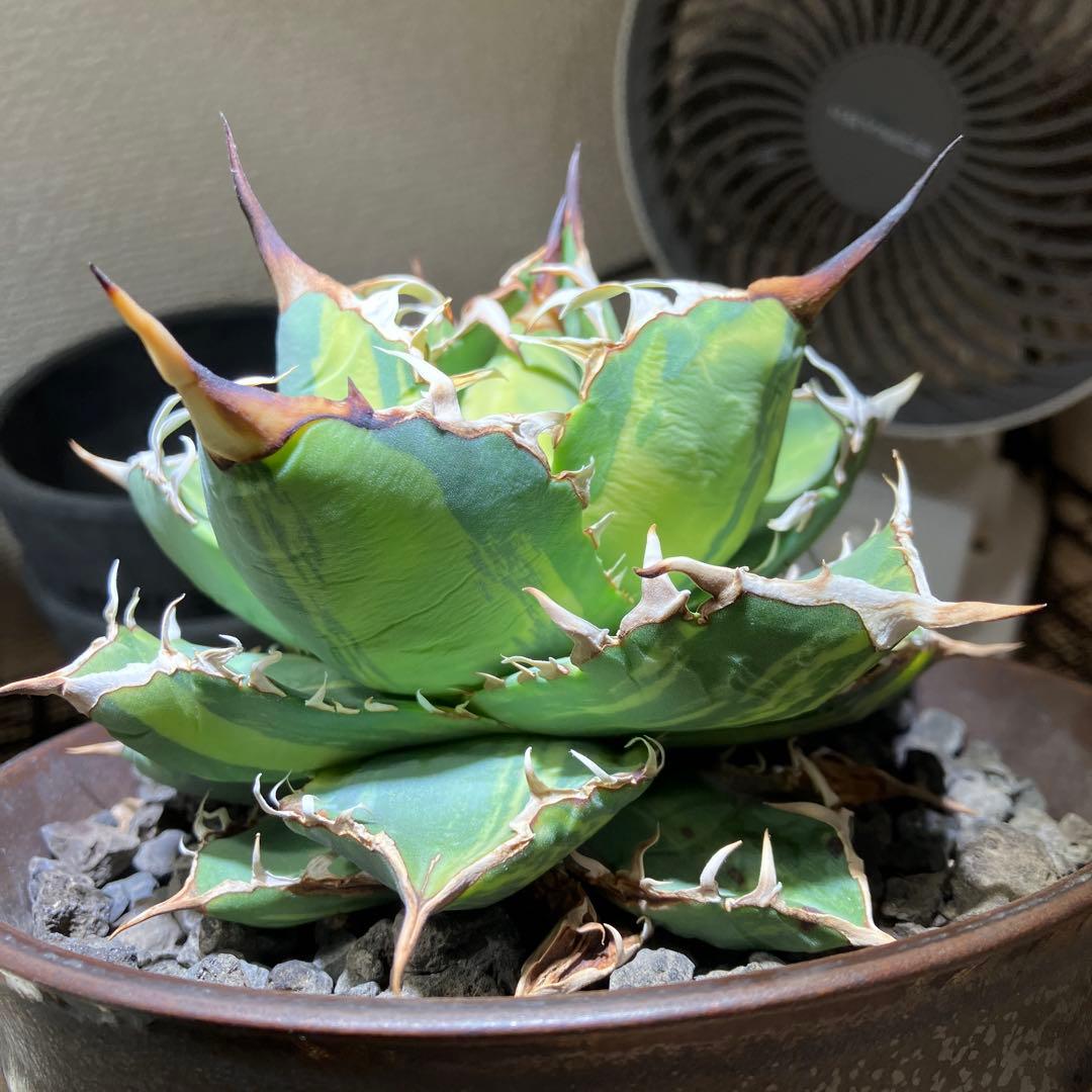 【親株出品】 アガベ チタノタ 縞斑 乱斑 縞斑 黄色・黄緑斑入り トップ長め