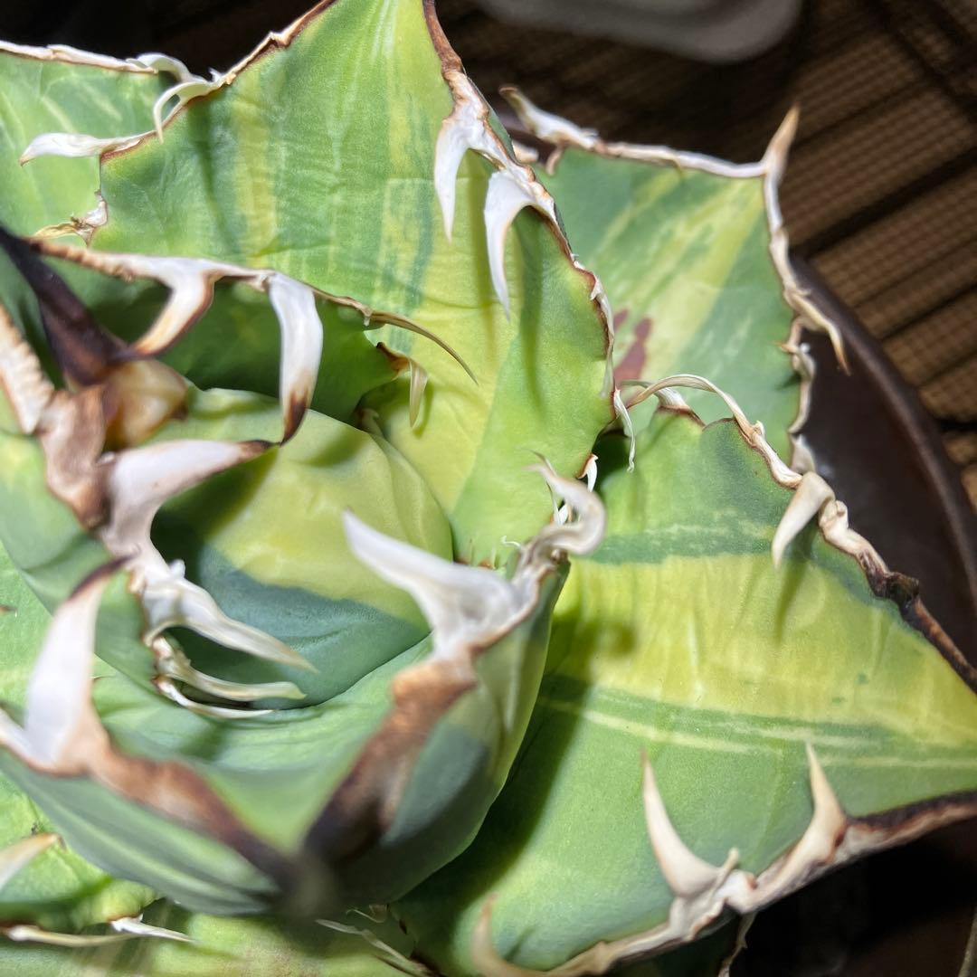 【親株出品】 アガベ チタノタ 縞斑 乱斑 縞斑 黄色・黄緑斑入り トップ長め