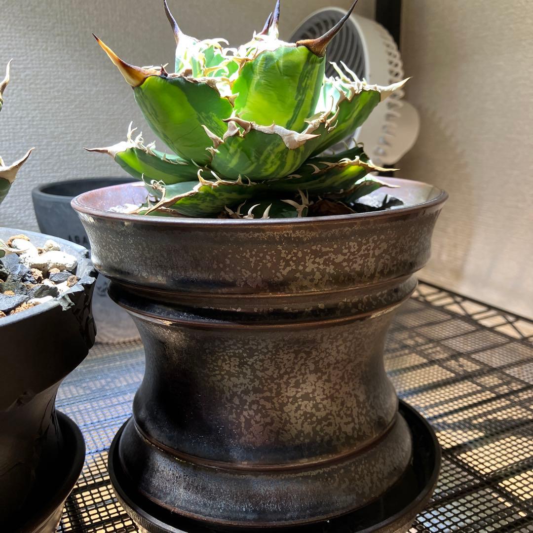 【親株出品】 アガベ チタノタ 縞斑 乱斑 縞斑 黄色・黄緑斑入り トップ長め