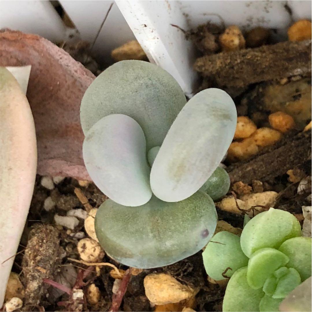 多肉植物^o^葉挿し赤ちゃん　ラオン