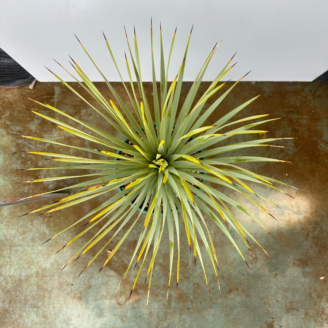 ユッカ　ロストラータ【24-660】シルバーブルー