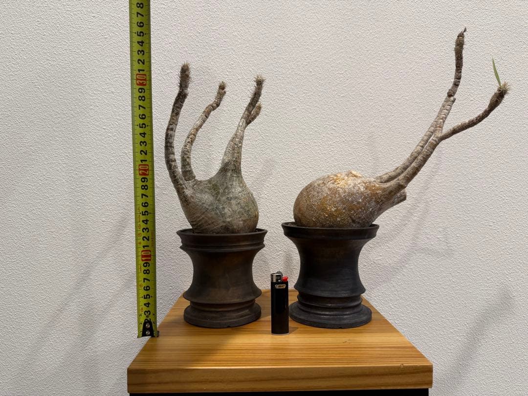 パキポディウム・グラキリス　池田佐一郎 鉢　2個セット