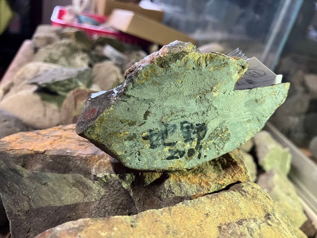 化石　かに　南淡町灘地野