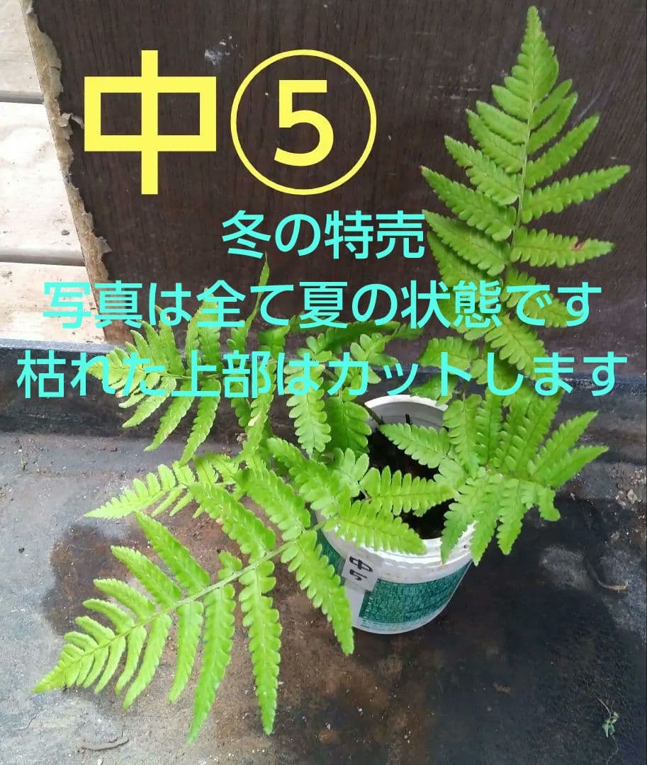 ワケアリ 中⑤ 品種不明シダ