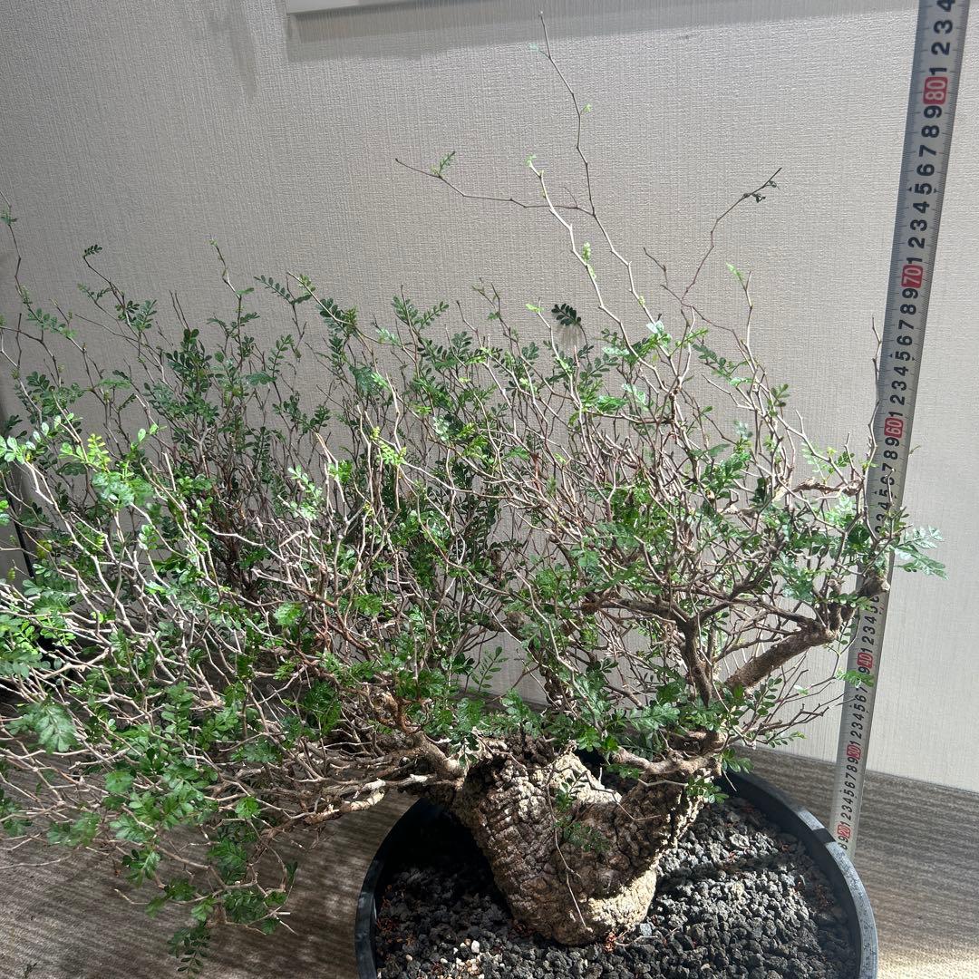 パキプス　大株 落葉の時期のため大幅値下げ