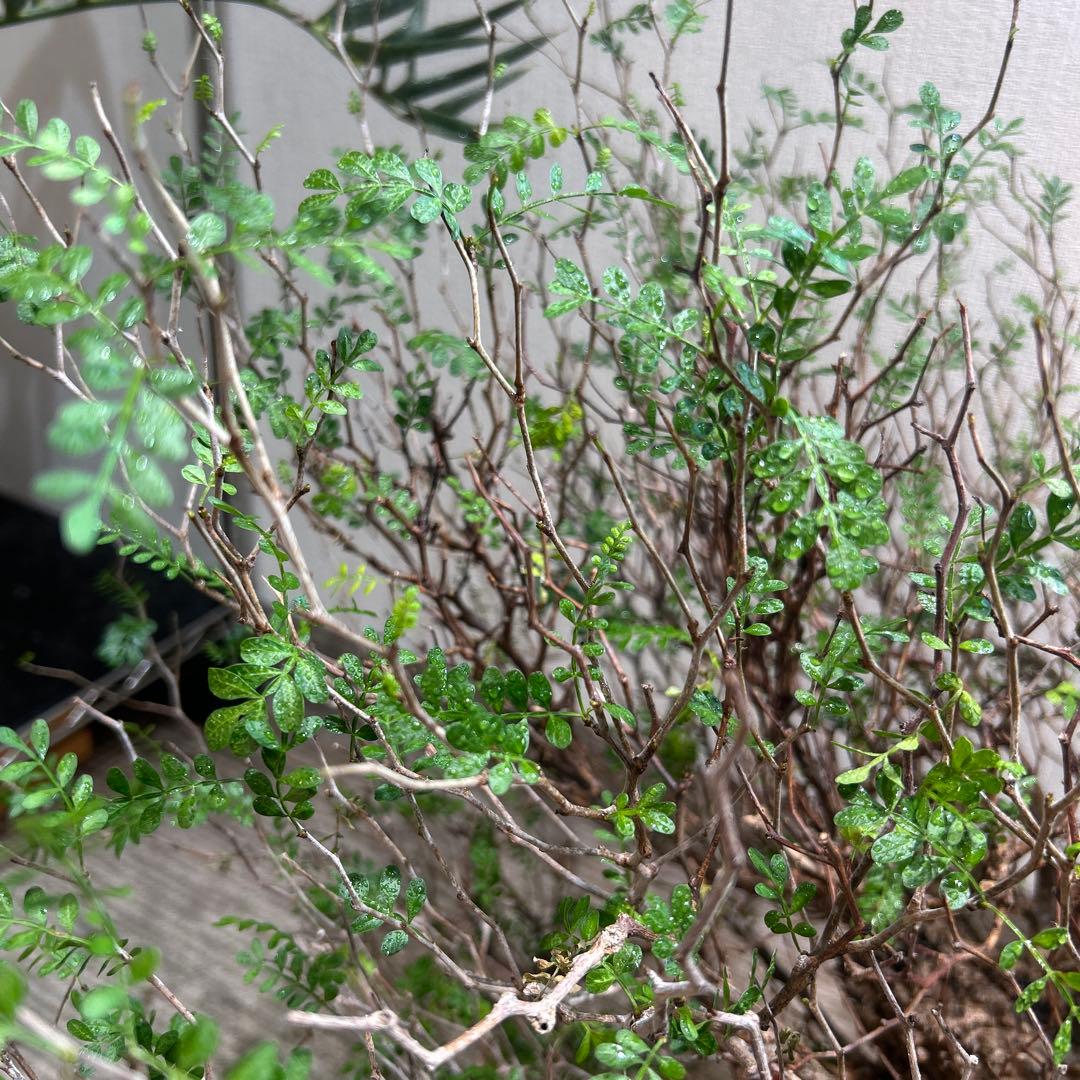 パキプス　大株 落葉の時期のため大幅値下げ