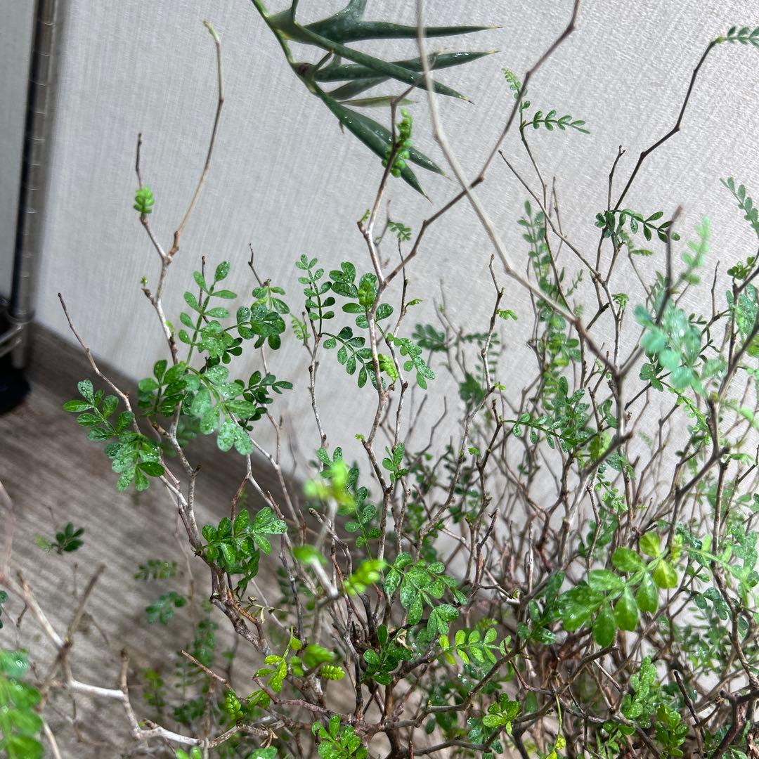 パキプス　大株 落葉の時期のため大幅値下げ