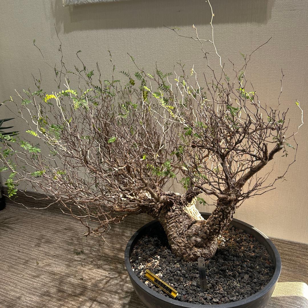 パキプス　大株 落葉の時期のため大幅値下げ