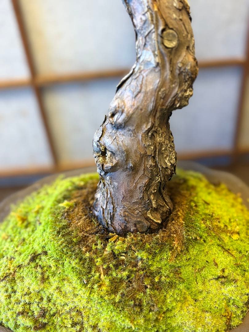 五葉松盆栽❗️ Ysh_sugawara69フォロワー様160人❗️サービス品