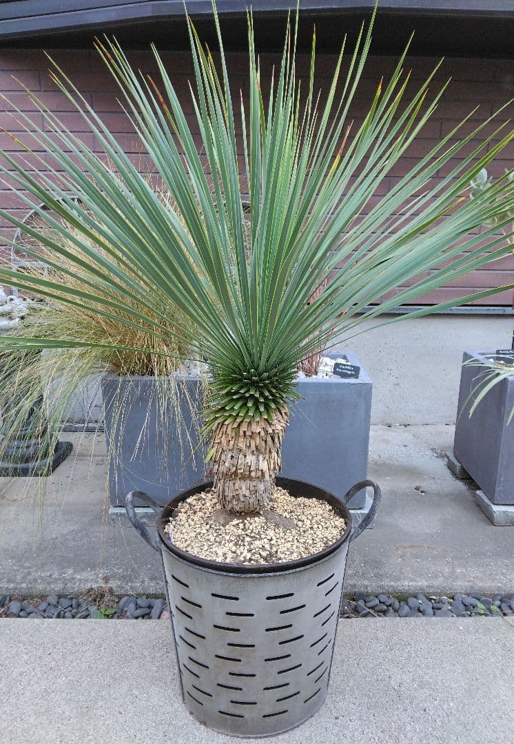ラスト Yucca Rostrata ユッカ ロストラータ ドライガーデン