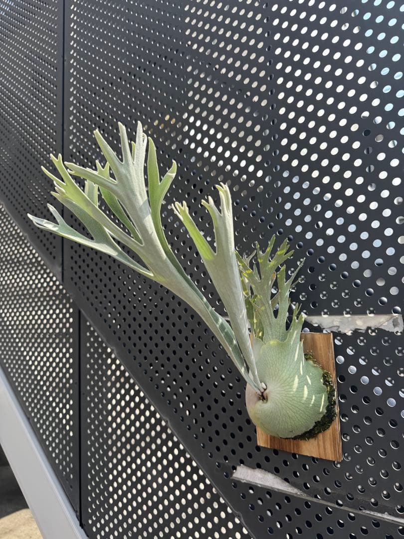 ペドロ　タツタ　pedro ビカクシダ　親株サイズ