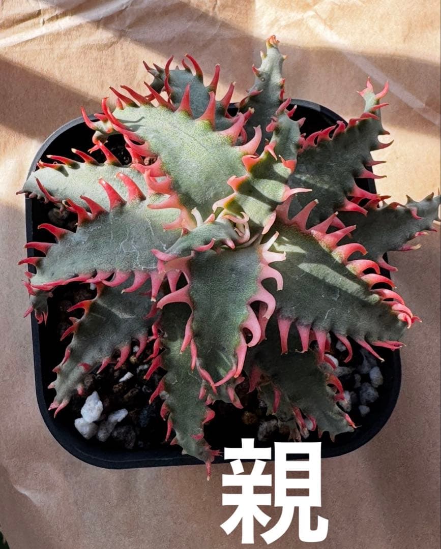 特上アロエ　ハイブリッド　Aloe hybrid 子株　第四種