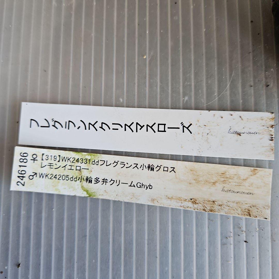 ムック様ご購入苗㉖-332㉖-338クリスマスローズ