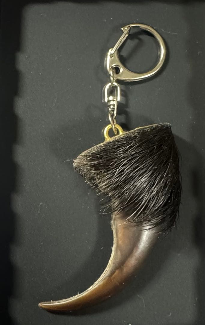 羆 熊の爪 bigサイズ 7、9cm