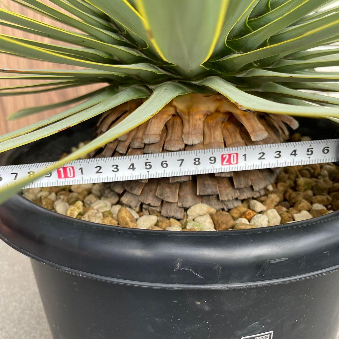 ユッカロストラータ　幹太　極上株