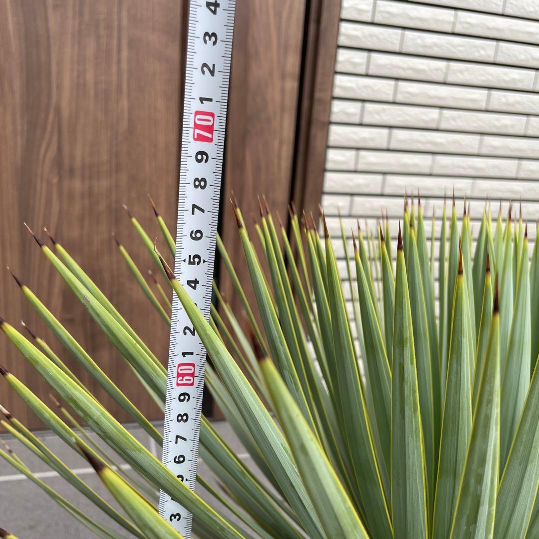 ユッカロストラータ　幹太　極上株