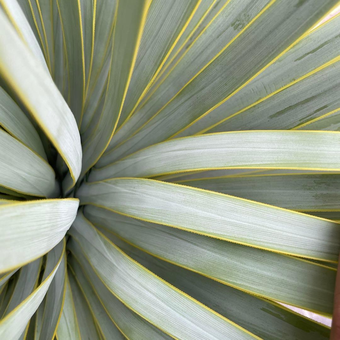 ユッカロストラータ　幹太　極上株