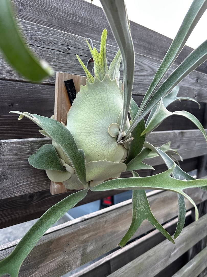 P.veitchii wild Australia OC 親株 群生