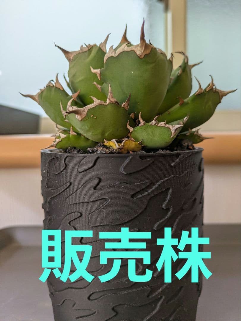 アガベ　姫厳竜【超肉厚】　SSN鉢入り