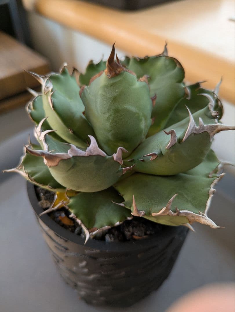 アガベ　姫厳竜【超肉厚】　SSN鉢入り