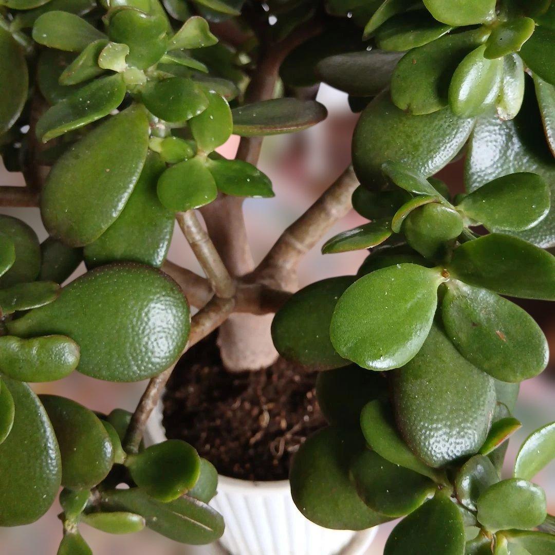 金なるの木　の一種桜花月　鉢付きメルカリ便発送