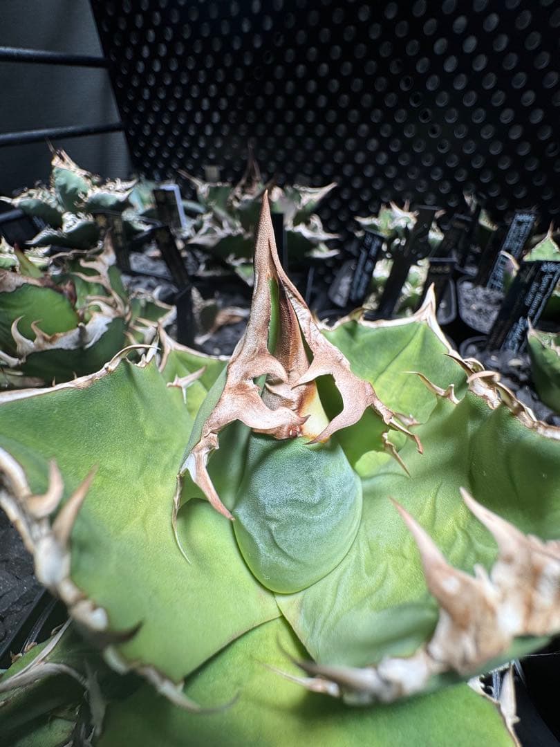 【CG産】アガベ⭐︎チタノタ⭐︎Triceratops/白犀牛 02⭐︎子株⭐︎タグ付き