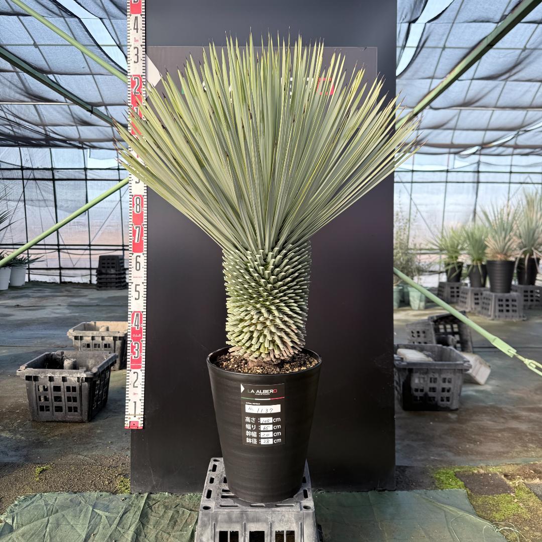 【AL1137】ユッカ　ロストラータ　超超美形 シルバーブルー　感動個体