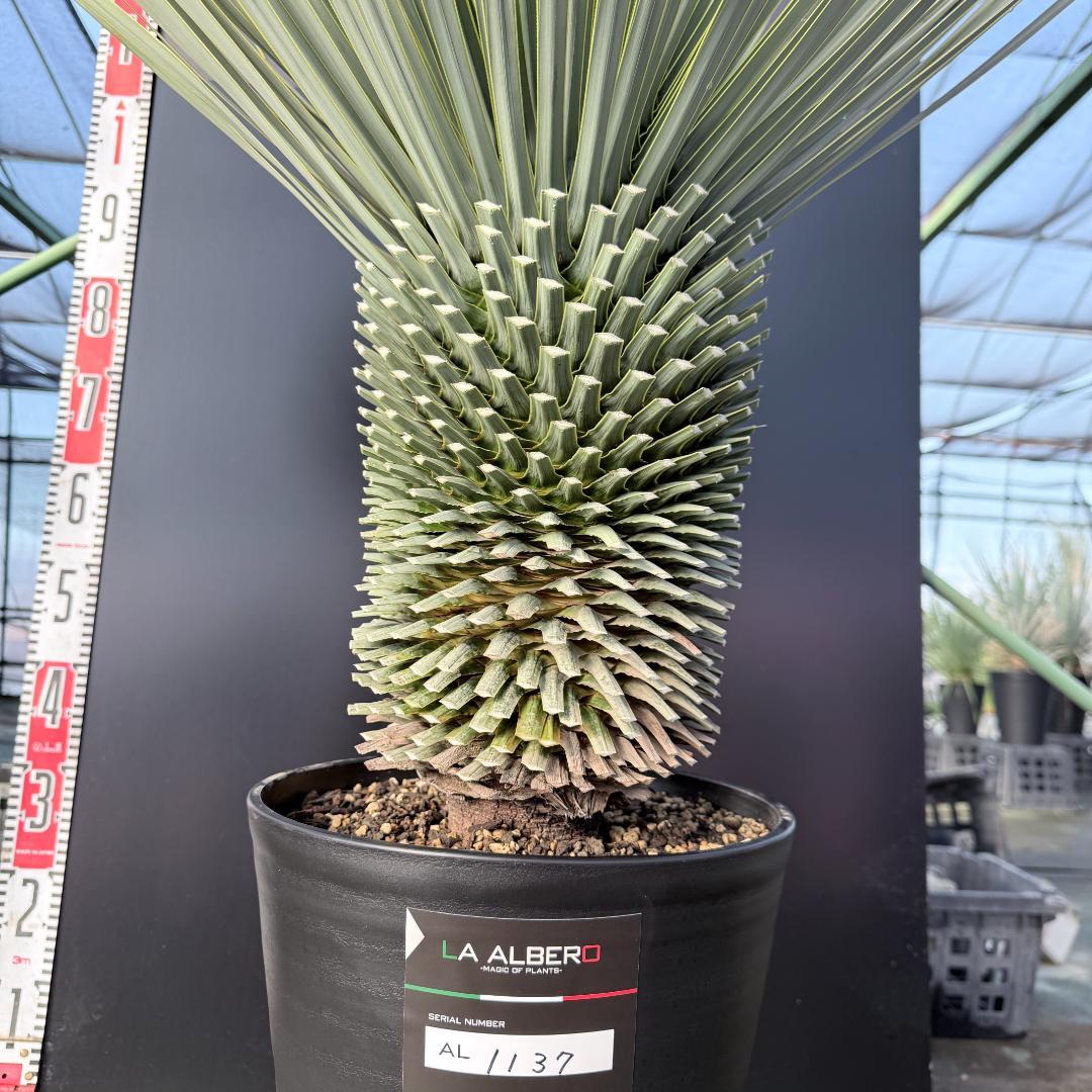 【AL1137】ユッカ　ロストラータ　超超美形 シルバーブルー　感動個体