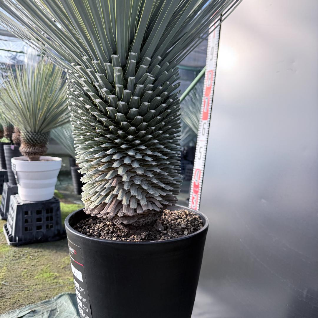 【AL1137】ユッカ　ロストラータ　超超美形 シルバーブルー　感動個体