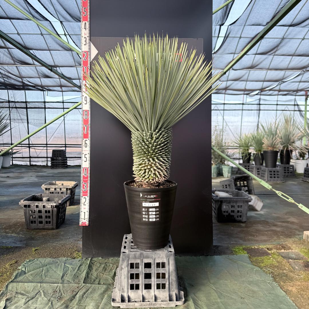 【AL1137】ユッカ　ロストラータ　超超美形 シルバーブルー　感動個体