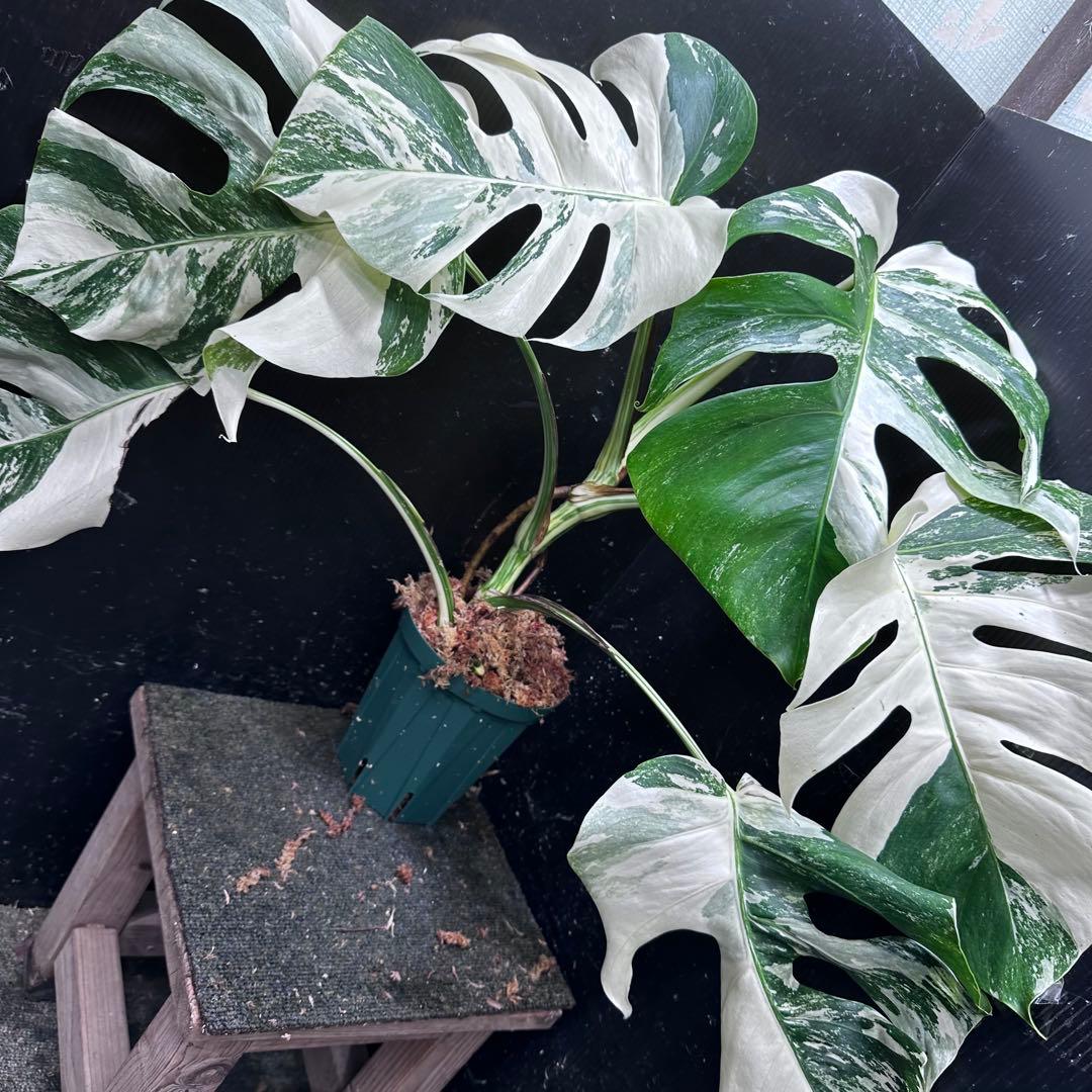 H*I様 斑入りモンステラ ホワイトタイガー極美大株53cm白斑多