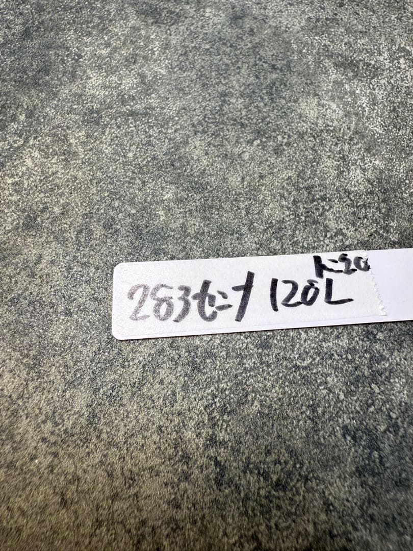 センナ　メリディオナリス　海外実生　発根済み　283