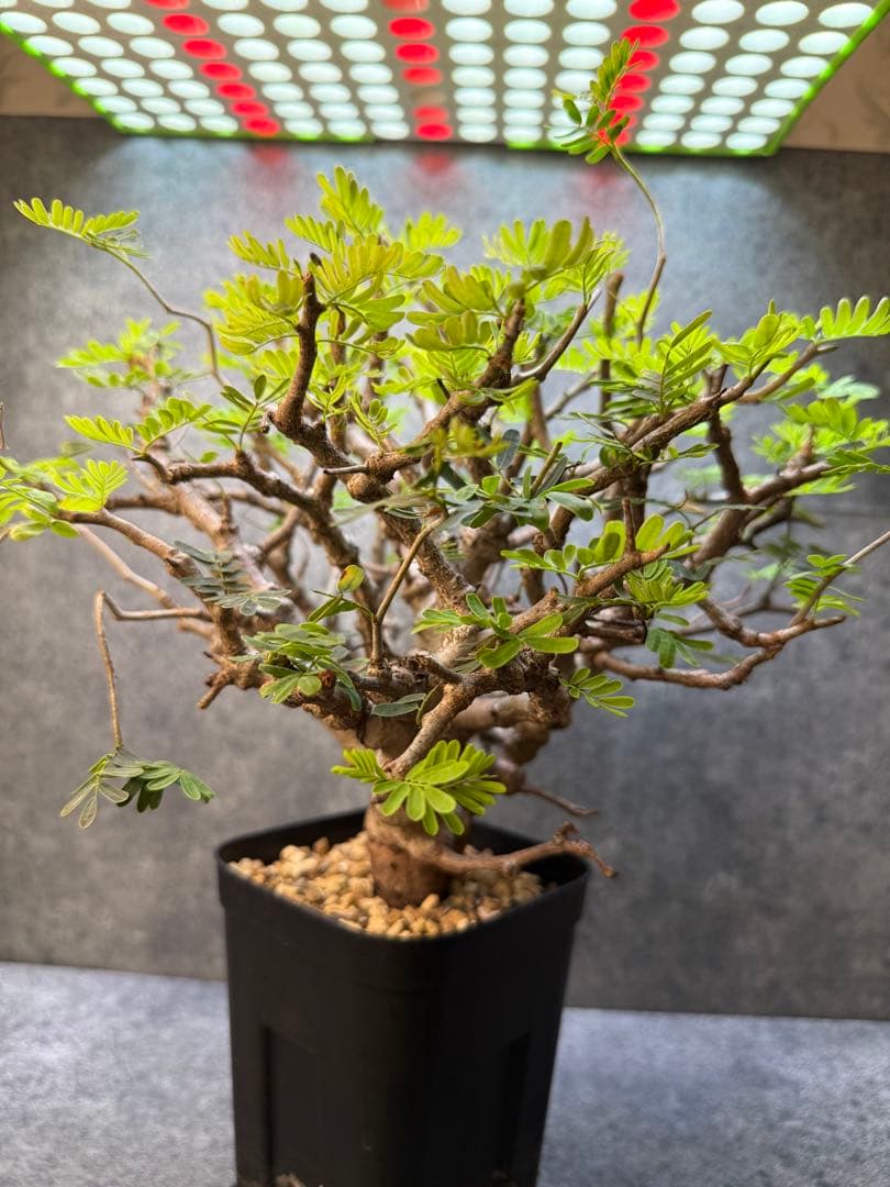 センナ　メリディオナリス　海外実生　発根済み　283