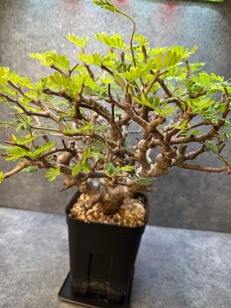 センナ　メリディオナリス　海外実生　発根済み　283