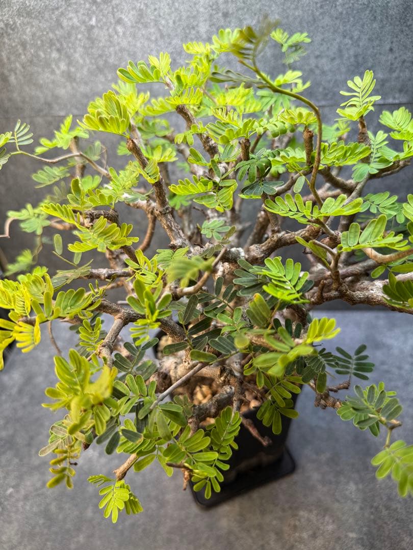 センナ　メリディオナリス　海外実生　発根済み　283