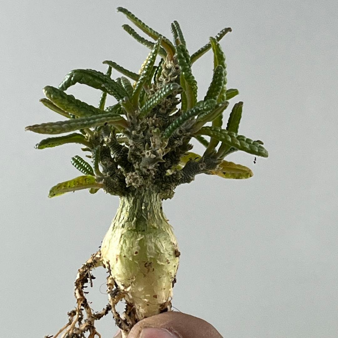 D61 実生 まん丸 ドルステニア ギガス ブラータ