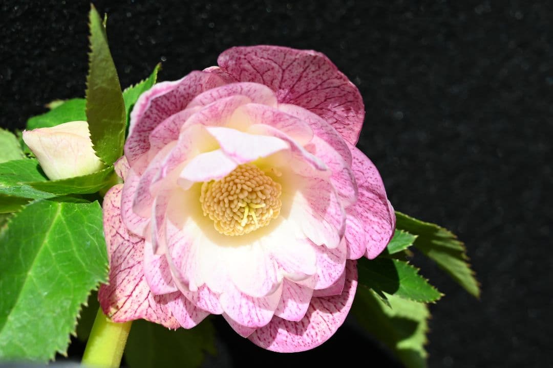 クリスマスローズ　認定プリマヴェーラビンクゴールド　加藤農園