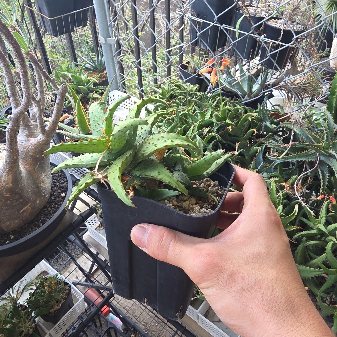 アロエ　カスティロニアエ　強棘